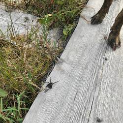 Hier wird jedes Lebewesen respektiert und auch für eklige Spinnen gebremst!