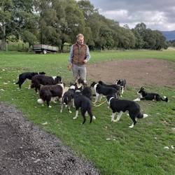 Each dog has a job, Neal works with multiple dogs at once.