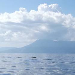 Delfine kreuzen bei Flaute unseren Weg