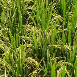 Rice crop.