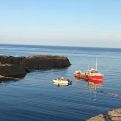 Fishing for herring