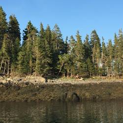 Cross Island, this morning.