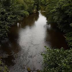 Salmon Leap on the River Esk at Sleights