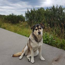 Hund der Franzosen bettelt um Futter