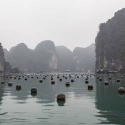 Floats holding the oyster beds.