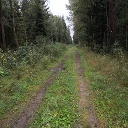 Dies ist mein weg