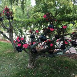 Look closely at this tree!!