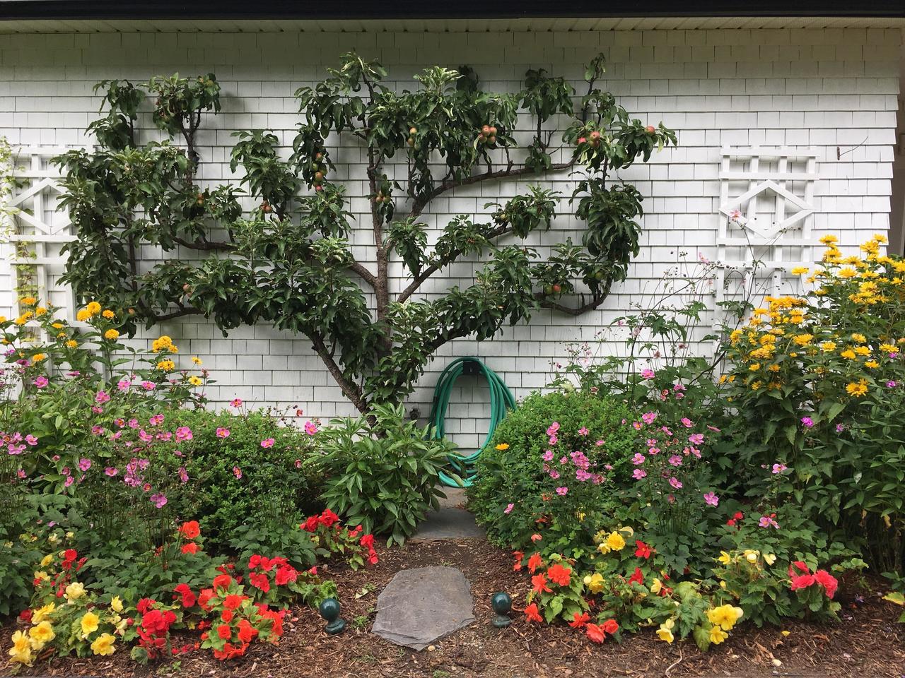 Notice apple tree in back.
