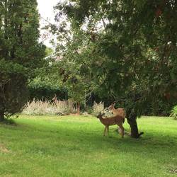 Notice stag in back of garden.