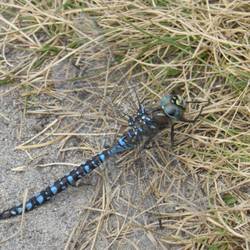 The most stunning blue on this dragonfly. So well behaved to stay for a photo op.