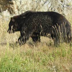 Wandering bear