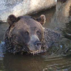 A beautiful grizzly bear just chillin' out.