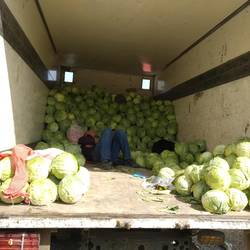 Der Schläfer zwischen Kohlköpfen