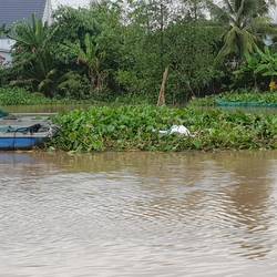 Small fish farms.