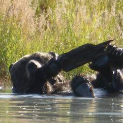 This happy bear plays with a plank of wood discovered in the water.