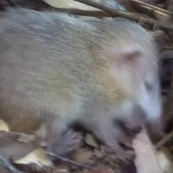 Igelhamster entdeckt? 🤔