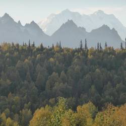 Our journey to Denali wound its way through the forest changing for winter's arrival.