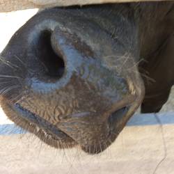 Goda the miniature bull loved to be petted, and gave very wet kisses