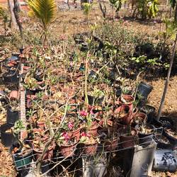 More desert roses