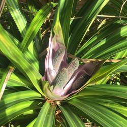 Eine schöne Blume im Garten