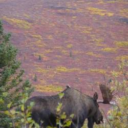 A wild bull moose allows me to get closer.