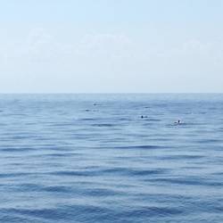 Wie Kalabrien begann, so endet es auch: ein Delfinschwarm