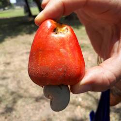 Frucht des "Nierenbaumes" (Cashewnuß)