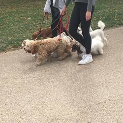 Dogs being walked, still no beagles