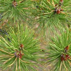One of the many conifers, all very different from each other.