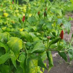 Nach oben wachsene Chilis