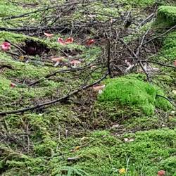 Splendid array of mushrooms passed on the route