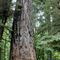 L'arbre de 800 ans