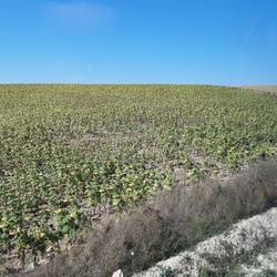 Fields of ripening sunflowers
