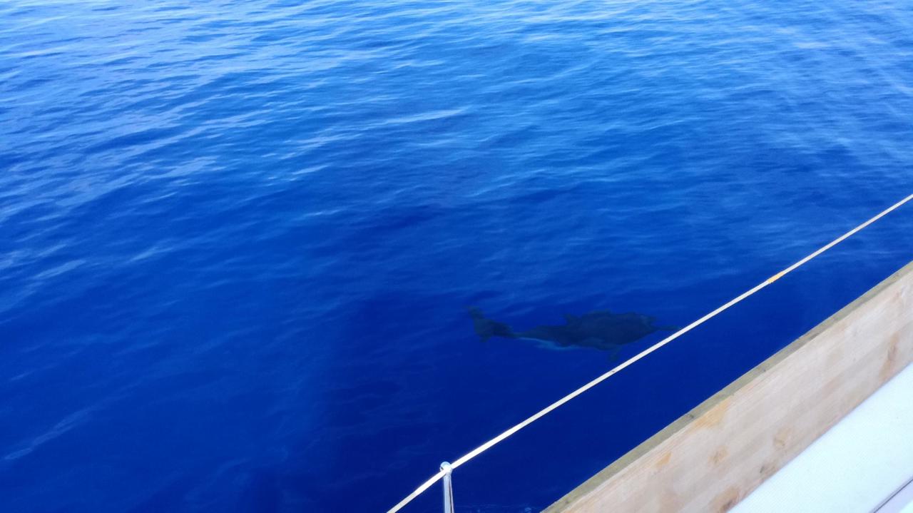 Delfine schwimmen um unseren Bug