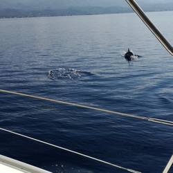 Mindestens sechs springen um uns herum