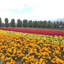 Flower Land!