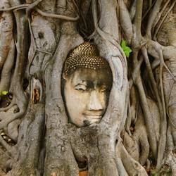 Buddhakopf zwischen Wurzeln.