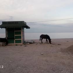 Besuch beim Frühstück:Wildesel