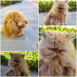 Garfielda, die hässlichste Katze der Welt. Hier mal im Szene gesetzt. Sie lebt in Marciana