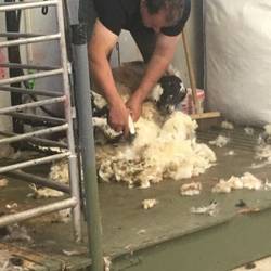 Sheep shearing