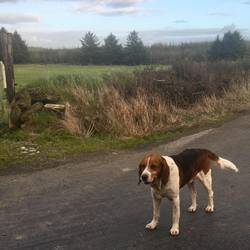 Finally saw a hound!