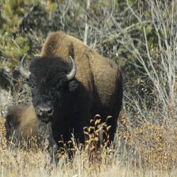 Das erste Bison am Wegesrand