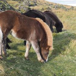 The horses come in a full range of colors.