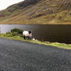Sheep on the road, Connemara loop