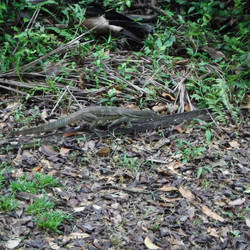 Monitor lizard about 3 feet long nose to tail