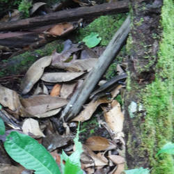 Mystic lizard, as called by my guide