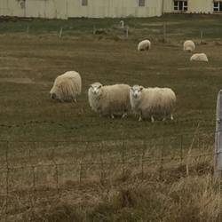 Lots of sheep...please don't chase