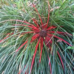 No idea what this is but it's gorgeous