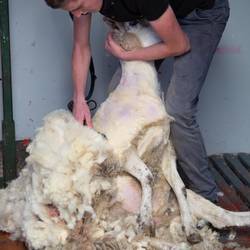 Sheep Shearing at Kissane Sheep Farm