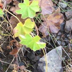 Little plants along the road